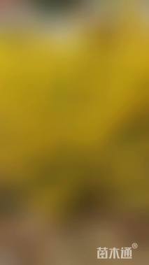 高度50厘米黄老虎