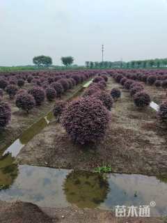 冠幅100厘米红花继木球