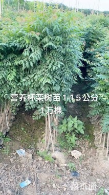 高度150厘米栾树小苗