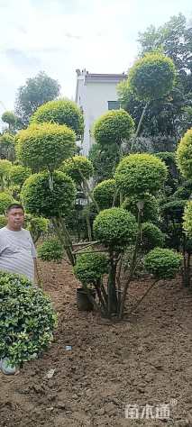 10公分造型亮晶女贞