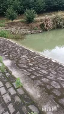 10公分樱花