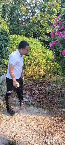 冠幅200厘米三角梅球