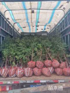 高度80厘米侧柏