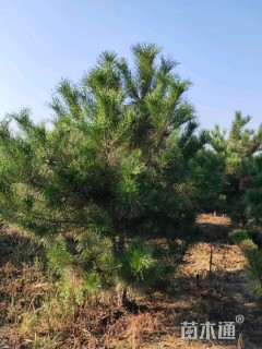高度2000厘米油松