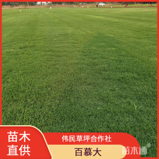 草卷状百慕大草