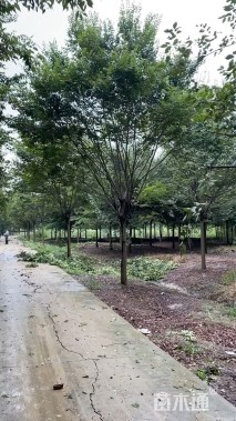 20公分榉树