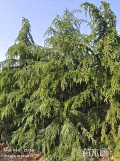 高度3000厘米雪松