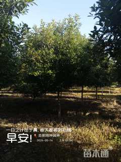 12公分高杆石楠