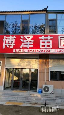 6公分金枝槐