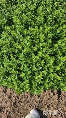 高度30厘米小叶女贞