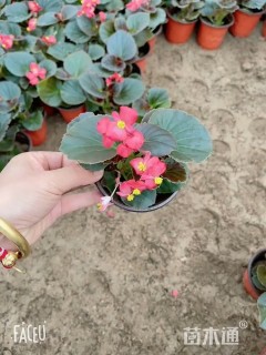 高度9厘米四季海棠