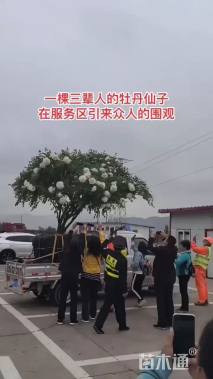 高度10厘米牡丹