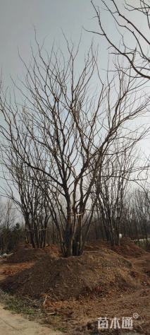 40公分丛生朴树