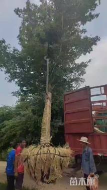 8公分鸡爪槭