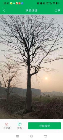 30公分大腹木棉