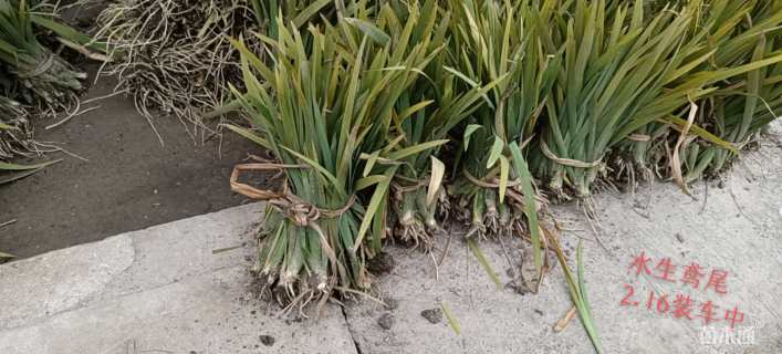 高度20厘米水生鸢尾