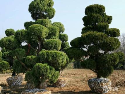 10公分造型龙柏