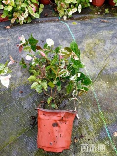 40厘米花叶络石