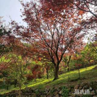 19公分中国红枫