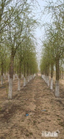 15公分嫁接垂柳