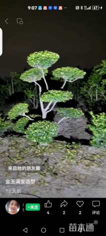 冠幅250厘米红叶石楠球
