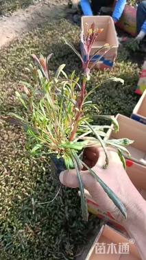 高度20厘米千鸟花