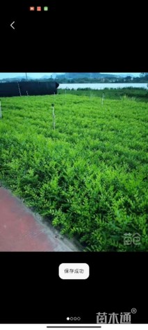 高度20厘米七里香