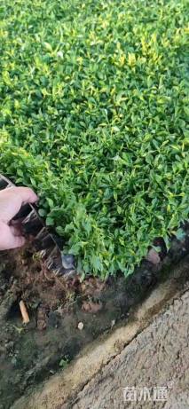 高度10厘米五色苋