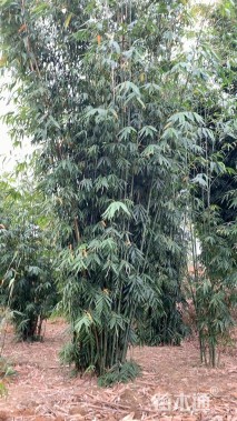 地栽苗窝竹