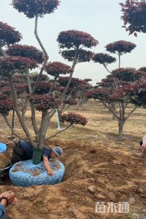 12公分造型红叶李