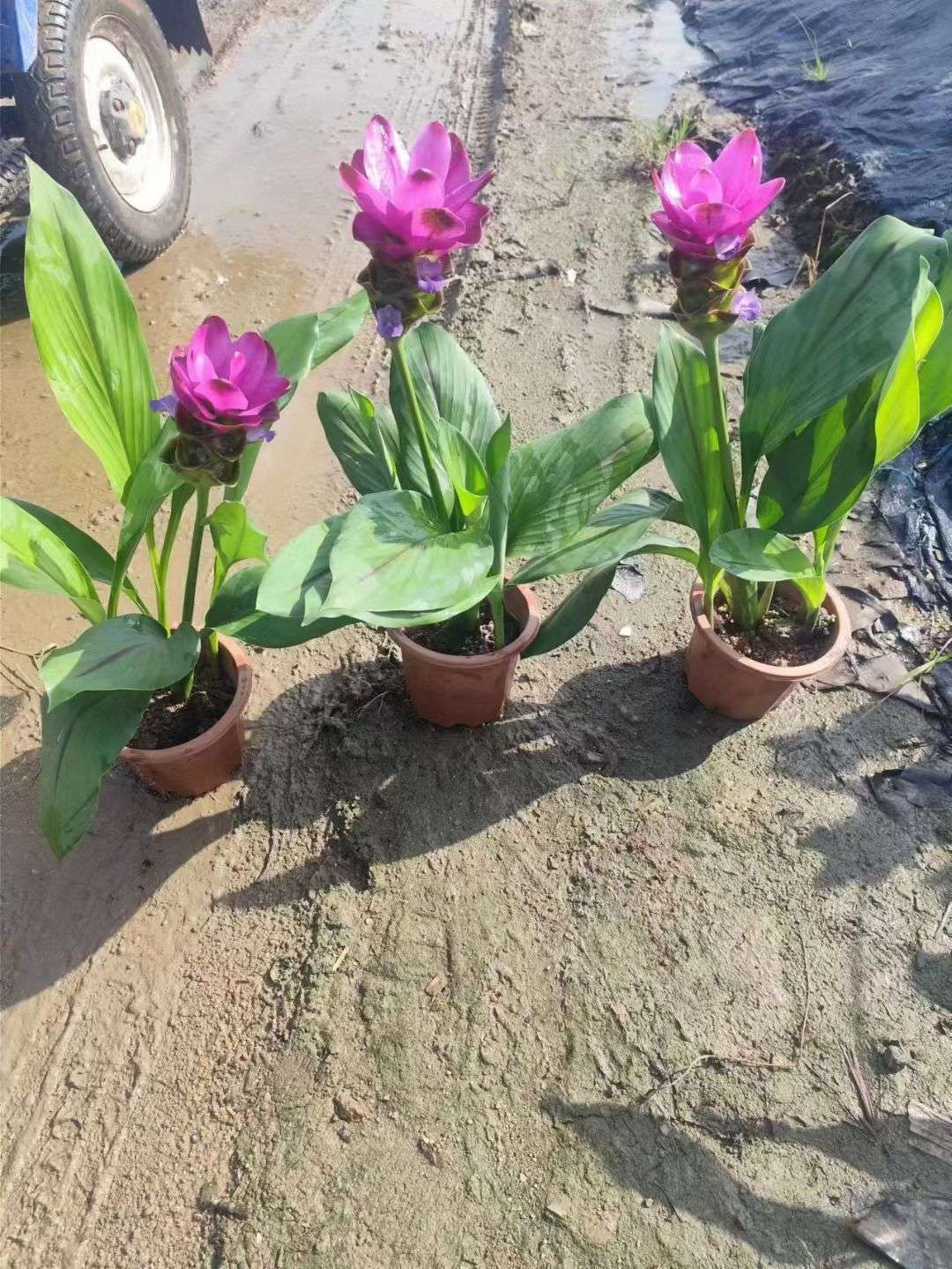 高度30厘米姜荷花