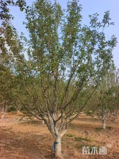 21公分北美海棠