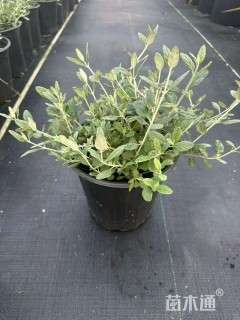 高度40厘米灌从石蚕