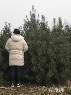 断根苗白皮松