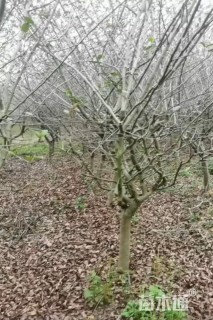 12公分香樟
