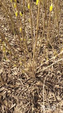 高度100厘米黄老虎