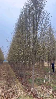 13公分彩叶豆梨