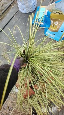 高度30厘米金叶苔草