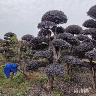 30公分造型红花继木桩