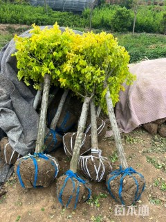 冠幅80厘米金叶榆球
