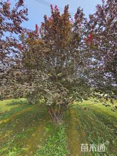 高度500厘米丛生紫叶李