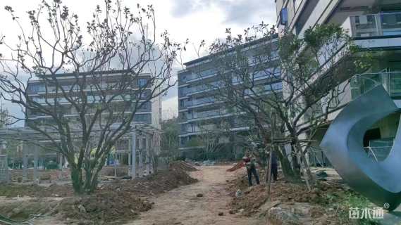 20公分香橼