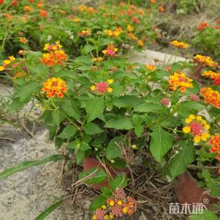 高度25厘米福禄考