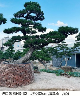 高度100厘米黑松