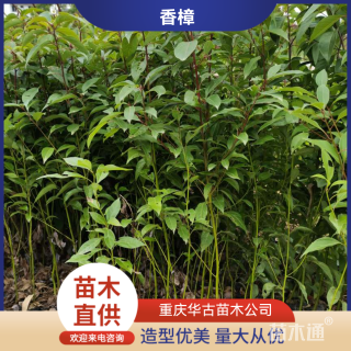 1公分香樟