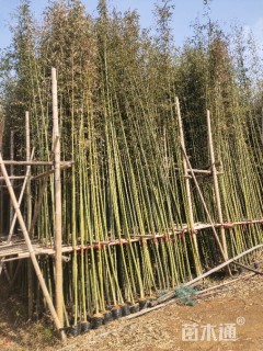 容器苗刚竹