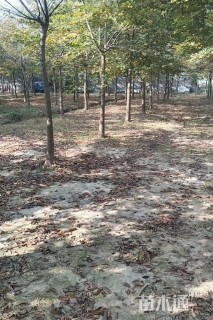 11公分朴树
