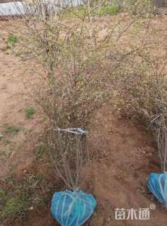 高度150厘米水栒子