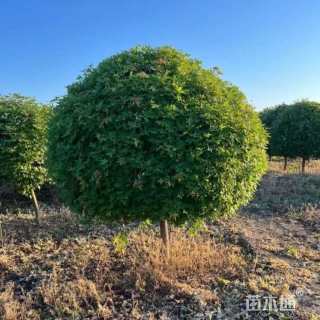 高度250厘米五角枫球