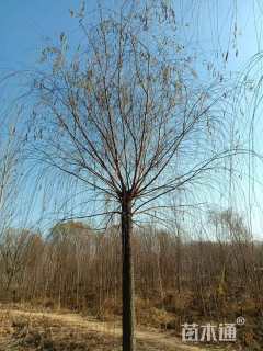 10公分柳树
